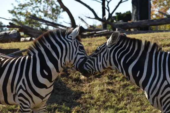 SlotsVentura Casino Kundeservice